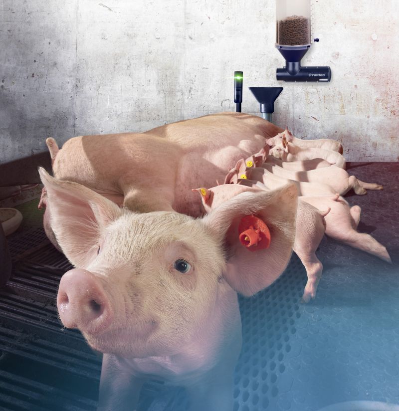 TECHNIEK: SENSOR DE ACTIVIDAD INALÁMBRICO PARA LA JAULA DE GESTACIÓN PARA CERDAS LACTANTES