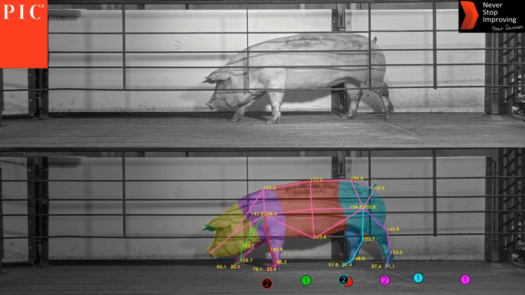 Fenotipado digital para calidad de los aplomos